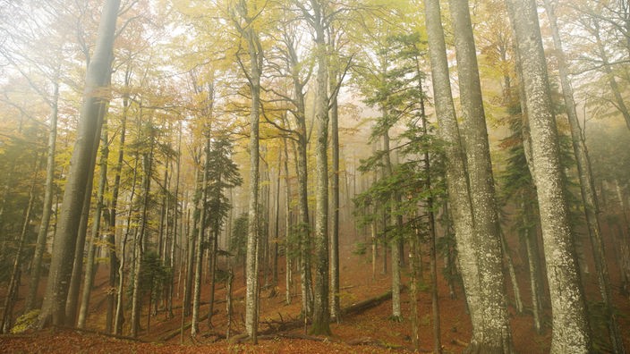 Blick vom Waldboden hinauf Richtung Baumkronen in einem lichtdurchfluteten Wald  
