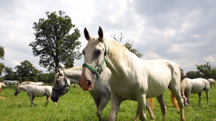 Mehrere Lipizzaner-Pferde stehen auf einer Wiese vor grau bewölktem Himmel | Bildquelle: REUTERS Mehrere Lipizzaner-Pferde stehen auf einer Wiese vor grau bewölktem Himmel
