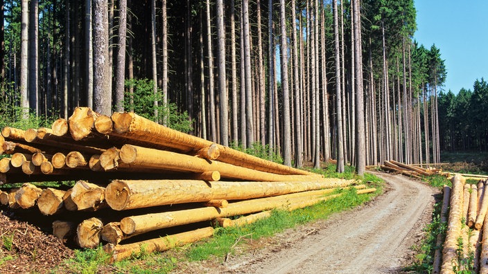Ein Fichtenwald an einem Waldweg. Vor den Fichten liegen geschlagene Baumstämme. | Bildquelle: Mauritius/FB-Rose Ein Fichtenwald an einem Waldweg. Vor den Fichten liegen geschlagene Baumstämme.