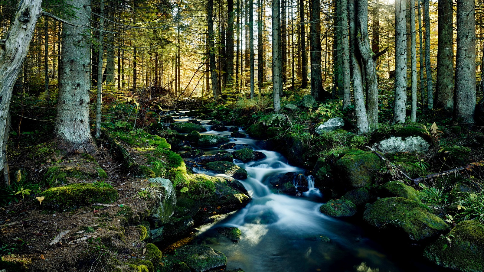 Bayerischer Wald  Nationalpark Mittelgebirge Kultur 