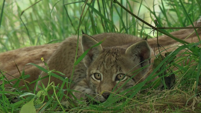 Screenshot aus dem Film "Tiere im Nationalpark Eifel"