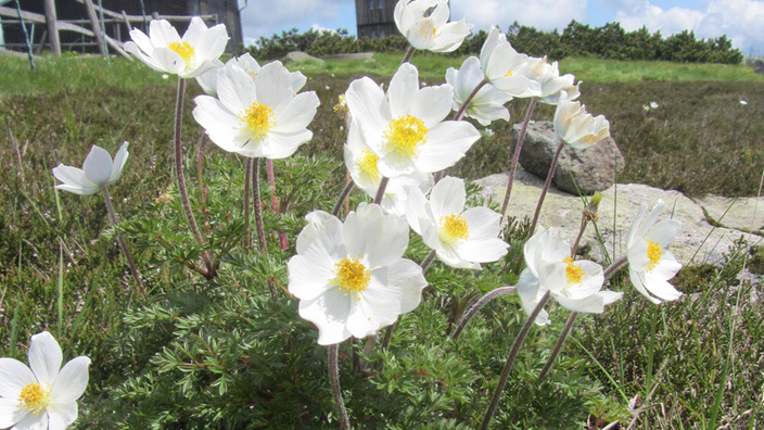 Die Blume Brockenanemone erblüht mit weißen Blüten.