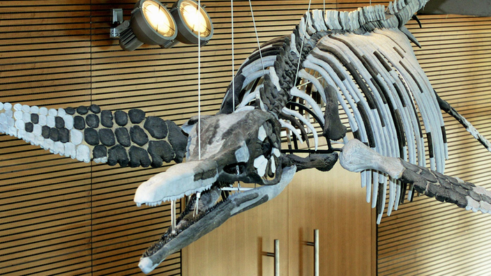 In der Stadthalle von Eislingen hängt die Rekonstruktion eines Ichthyosauriers, eines Fischsauriers