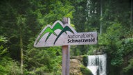Hölzernes Hinweisschild des Nationalparks Schwarzwald mit dem typischen Logo.