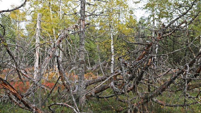 Ein abgestrobener Baum der mit Flechten behangen ist, im Hintegrund sind man junge Birken.