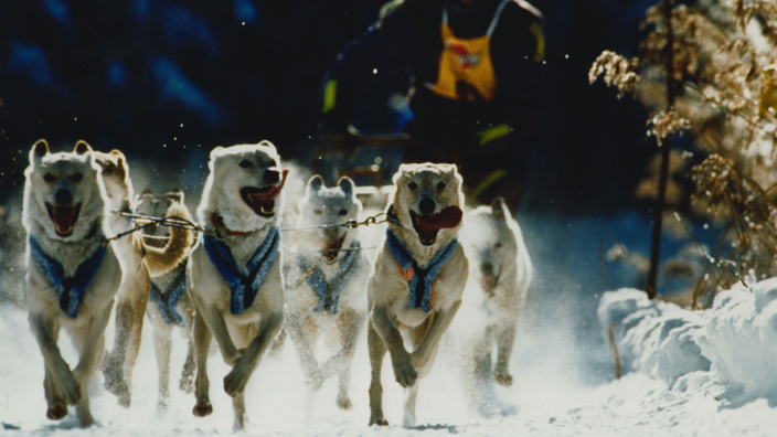Gespann mit Huskies bei einem Schlittenhunderennen