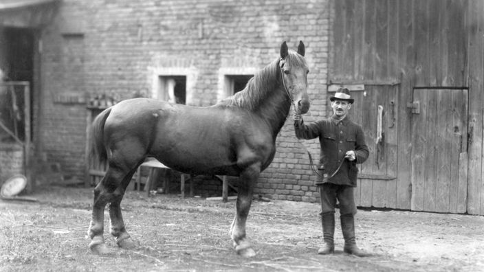 Auf diesem historischen Foto hält auf einem Bauernhof ein Mann ein Pferd fest
