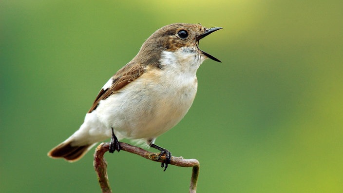 Ein Trauerschnäpper (Ficedula hypoleuca) sitzt mit weit geöffnetem Schnabel auf einem Ast. | Bildquelle: Imago/Diehl Ein Trauerschnäpper (Ficedula hypoleuca) sitzt mit weit geöffnetem Schnabel auf einem Ast.