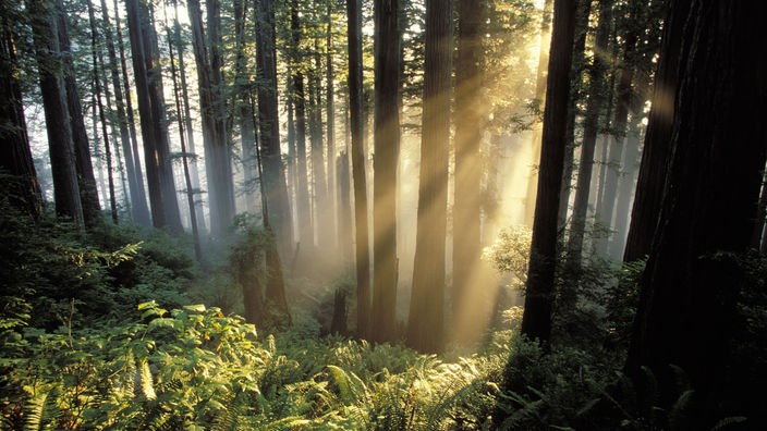 Bäume im Redwood National Park