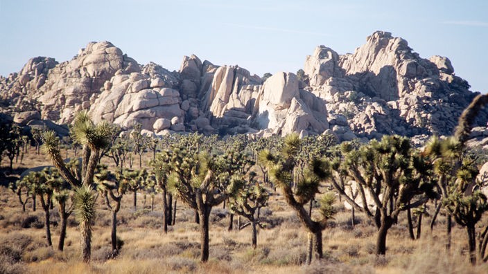 Zahlreiche Joshua-Bäume stehen locker auf einer mit braunem Gras bewachsenen Fläche, im Hintergrund sind helle Felsen zu erkennen.