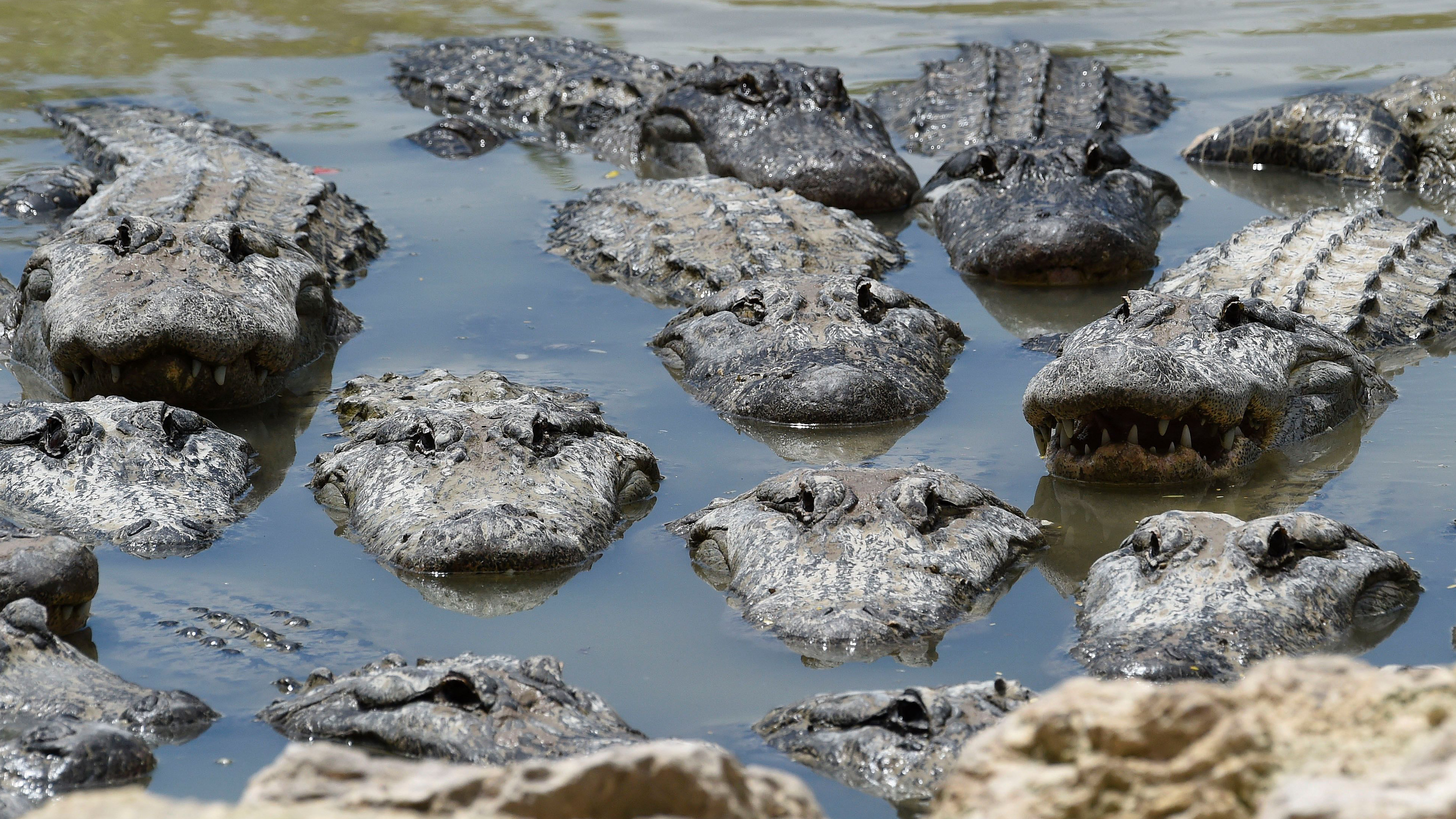 Auf dem Bild sieht man ein flaches Gewässer, in dem sich rund ein Dutzend Alligatoren tummeln. Bedrohlich schwimmen sie auf die Kamera zu.
