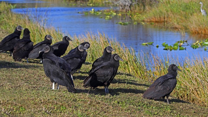 Ein Trupp Rabengeier (oder Raben-Geier) (Coragyps atratus) sitzt am Boden im Everglades Nationalpark, Florida, USA. | Bildquelle: dpa/ M.Woike Ein Trupp Rabengeier (oder Raben-Geier) (Coragyps atratus) sitzt am Boden im Everglades Nationalpark, Florida, USA.