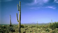 Landschaft mit Kakteen in Arizona