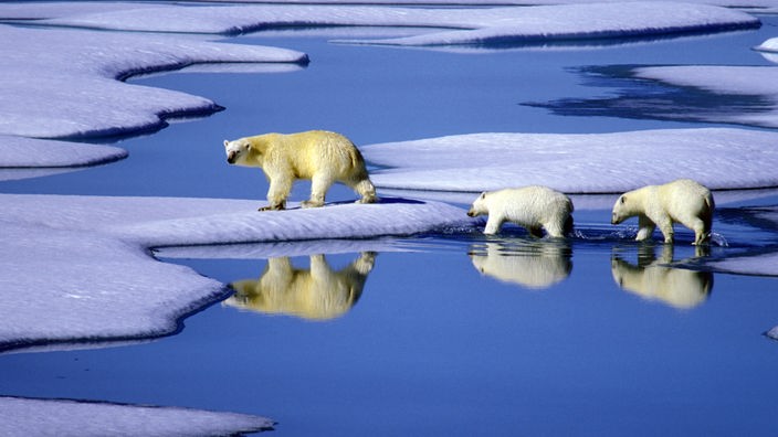 Drei Eisbären wandern hintereinander durch knietiefes Wasser und über Eis.