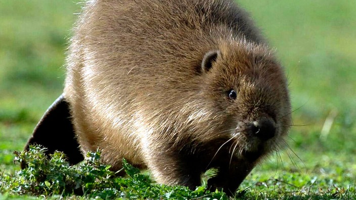 Ein Biber läuft über eine Wiese