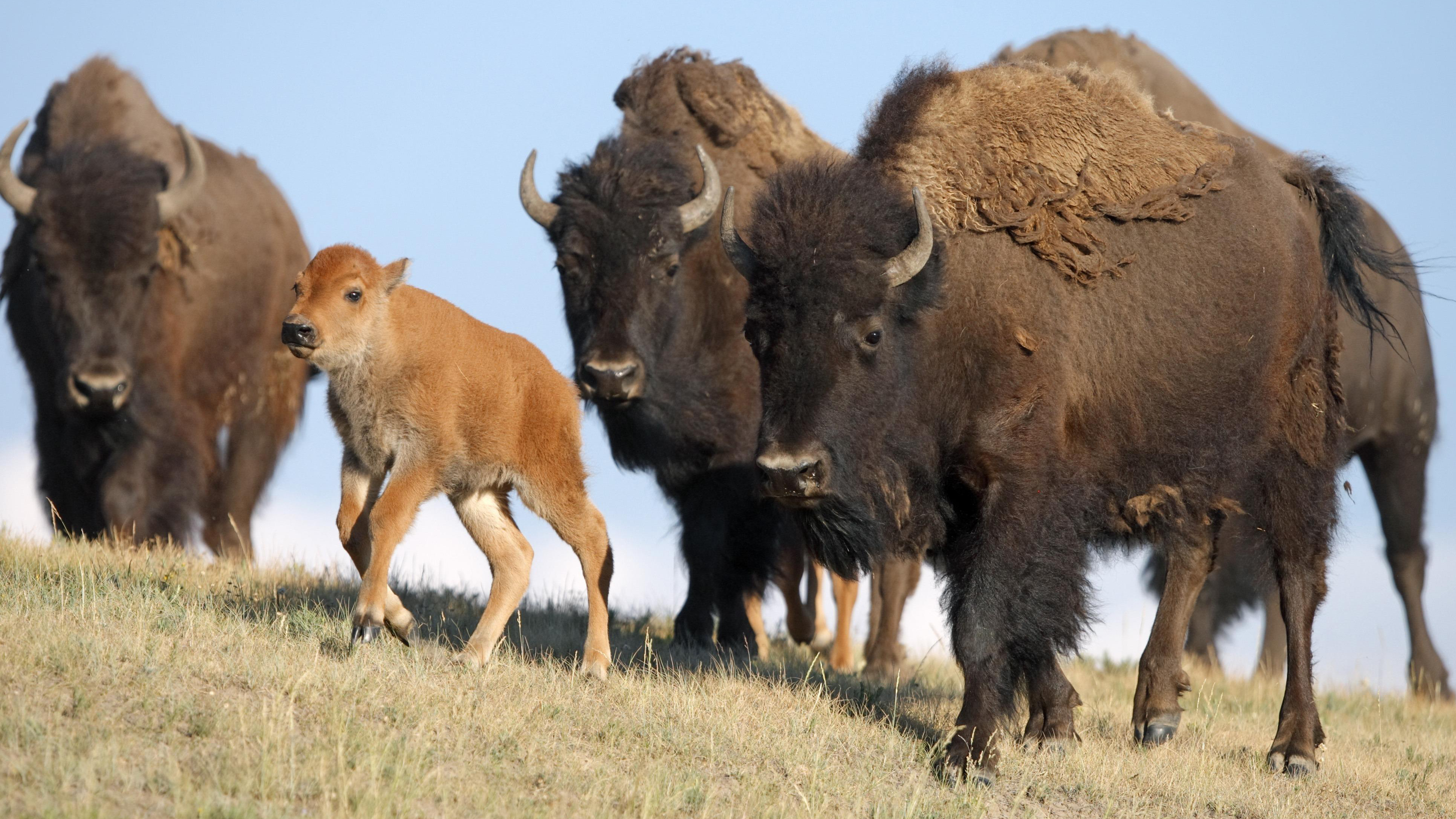 Drei Bisons und ein Bisonkalb gehen über eine Wiese.