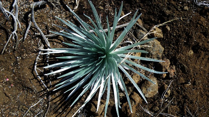 Das Bild zeigt eine Pflanze mit silbrigen, schwertförmigen Blättern 
