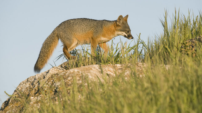 Das Bild zeigt einen beigefarbenen Fuchs mit buschigem Schwanz.