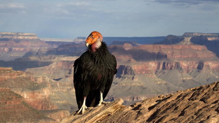 Das Foto zeigt einen schwarzen Vogel mit rötlichem, federlosem Kopf