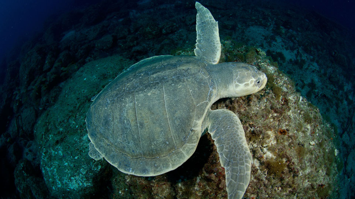 Das Bild zeigt eine Meeresschildkröte mit rundem oberem Panzer.