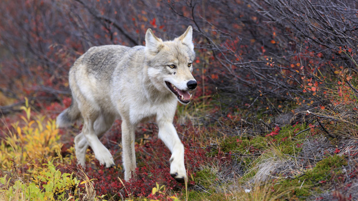 Das Foto zeigt einen hellgrauen Wolf, der über bunt gefärbtes Herbstlaub läuft.