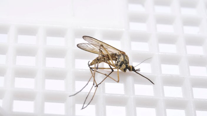 Tote Mücke auf Fliegenklatsche