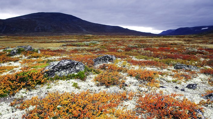 Tundra im Dovrefjell National Park in Norwegen