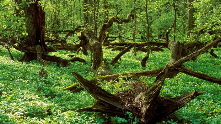 Ursprünglicher Wald im schwedischen Nationalpark Dalby Söderskog