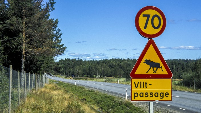 Verkehrsschild mit Tempolimit und Warnung vor Elchen