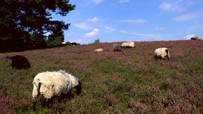 Heidschnucken in der Westruper Heide | Bildquelle: WDR/Ralph Lueger Heidschnucken in der Westruper Heide