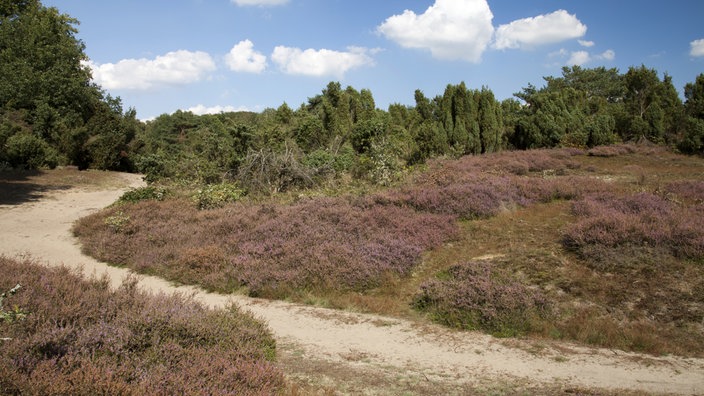 Sandwege in der Westruper Heide | Bildquelle: newspixx vario images/imagebroker Sandwege in der Westruper Heide