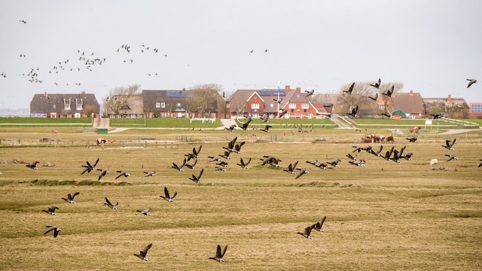 Ringelgänse vor Häusern auf einer Hallig | Bildquelle: dpa/Daniel Bockwoldt Ringelgänse vor Häusern auf einer Hallig