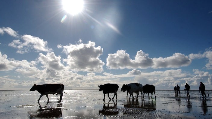 Kühe, die durchs Watt von Nordstrandischmoor zum Festland getrieben werden.