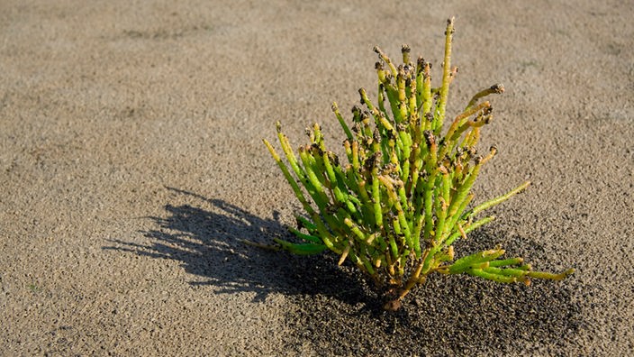 Eine Quellerpflanze im Sand.