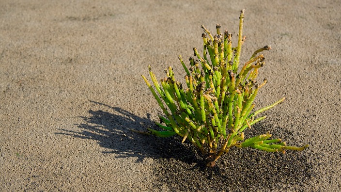 Eine Quellerpflanze im Sand. | Bildquelle: Interfoto Eine Quellerpflanze im Sand.