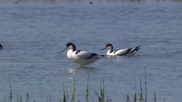 Screenshot aus dem Film "Renaturierung von Salzwiesen – Die Vögel kehren zurück"