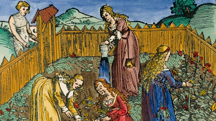 Holzschnitt aus dem 16. Jahrhundert: Vier Frauen in einem Heilkräuter-Garten.