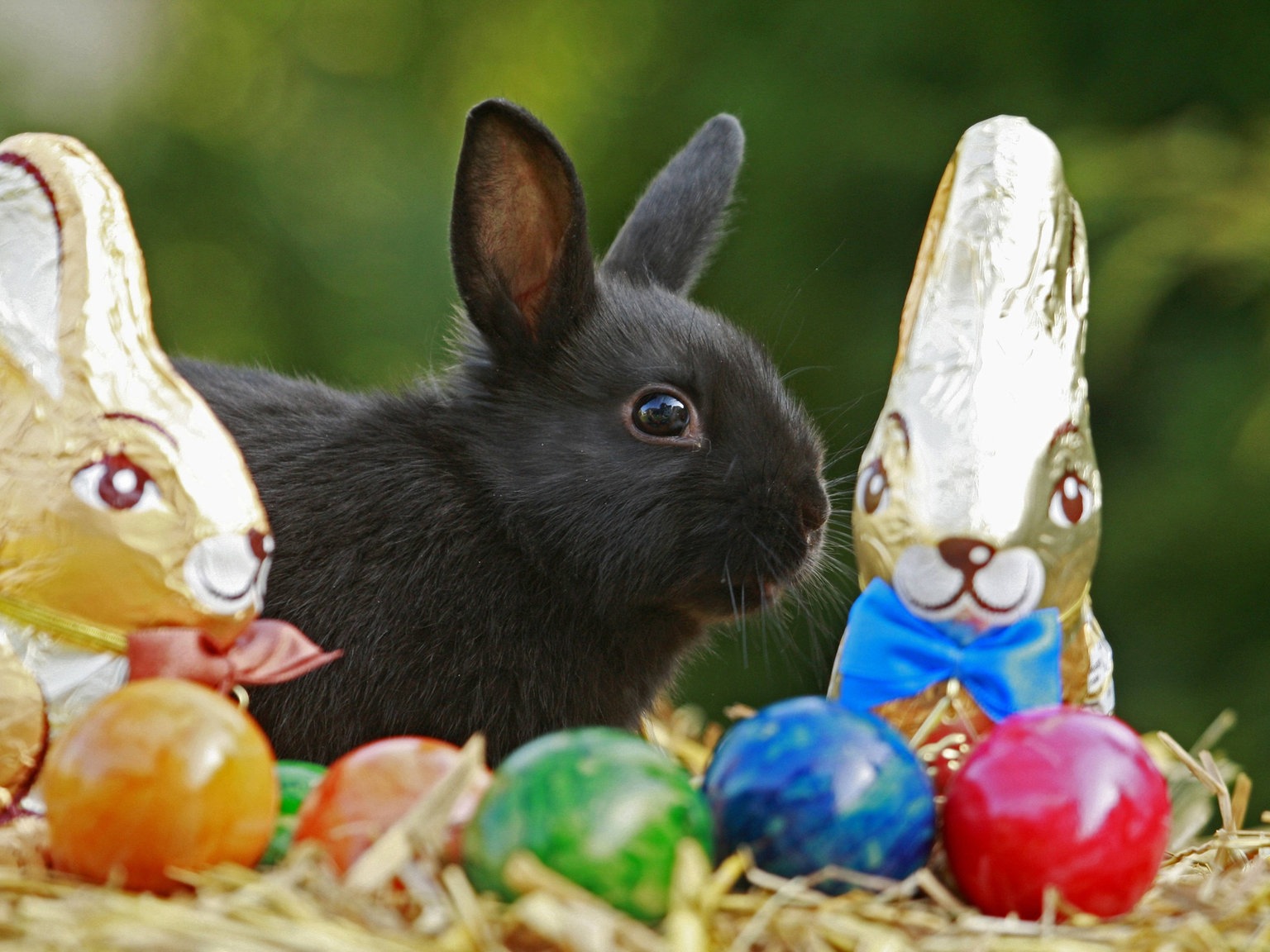Der Osterhase Ostern Religion Kultur Planet Wissen