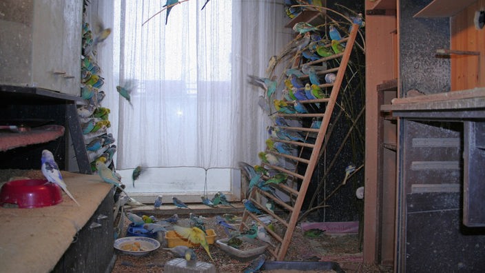 Zahlreiche Wellensittiche sitzen auf Wohnzimmermöbeln einer verwahrlosten Wohnung