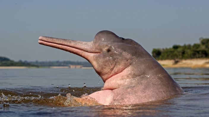 Süßwasserdelfin | Bildquelle: Imago/Leemage Süßwasserdelfin