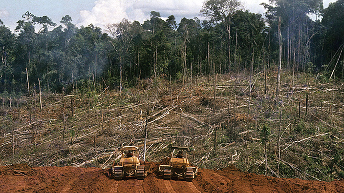 Baggerarbeiten vor abgeholztem Regenwald