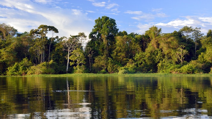 Dicht bewaldetes Ufer des Rio Solimões | Bildquelle: imago Dicht bewaldetes Ufer des Rio Solimões