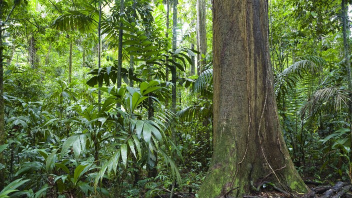 Regenwald in Amazonien
