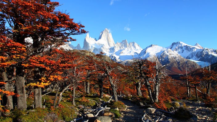 Im Vordergrund ein roter Laubwald, im Hintergrund der schneebedeckte Berg Fitz Roy im Nationalpark Los Glaciares in Patagonien.