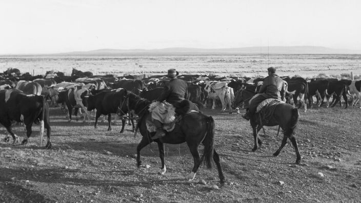 Schwarzweiß-Bild von argentinischen Cowboys, die Rinder zusammentreiben.