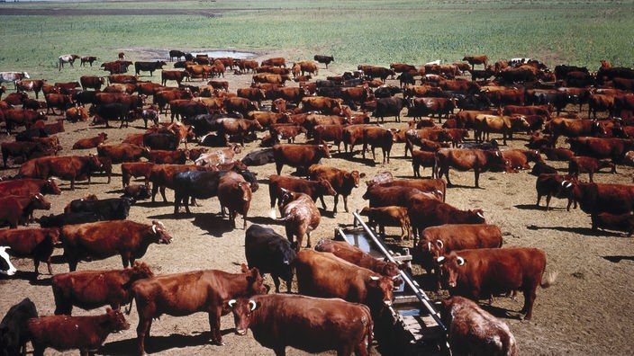 Zahlreiche braune Rinder in der weiten Ebene Argentiniens.