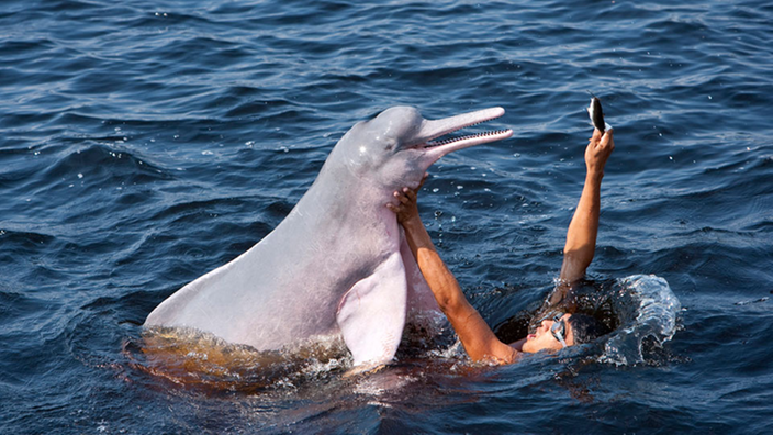 Ein Mensch spielt mit einem Flussdelfin.
