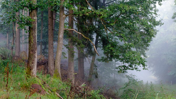 Der Pfälzerwald im Nebel.