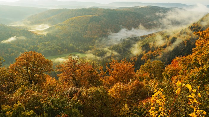 Der Pfälzerwald im Herbst.