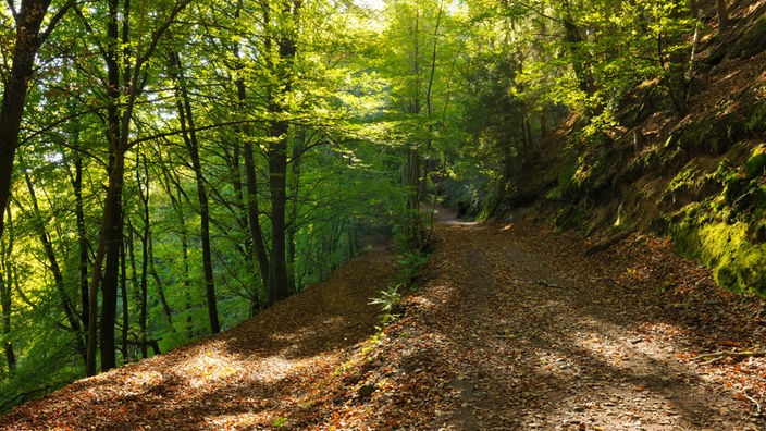 Wanderweg im Pfälzerwald.